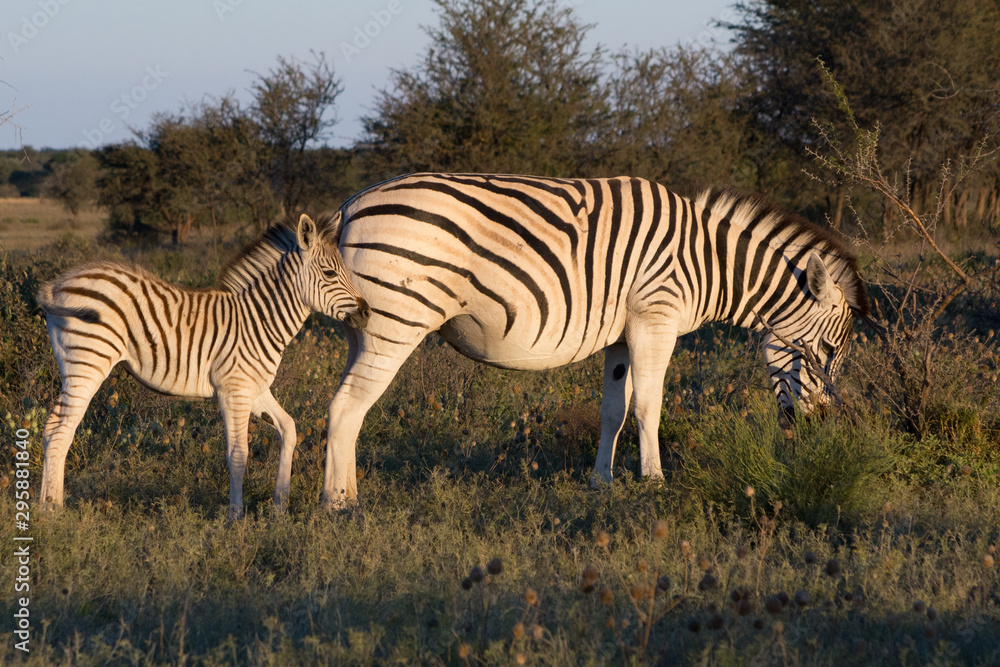 Obraz premium Mother Zebra with calf in the African Savannah during a safari