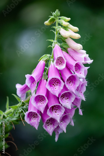 Macro view of Digitalis purpurea flower (foxglove, common foxglove, purple foxglove or lady's glove).