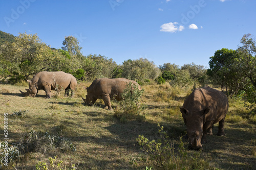 White Rhinoceros