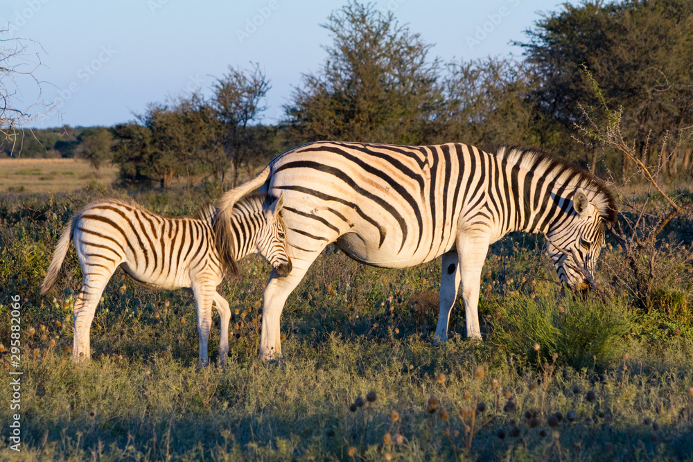 Obraz premium Mother Zebra with calf in the African Savannah during a safari