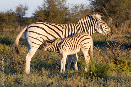 Mother Zebra with calf drinking in the African Savannah druing a safari