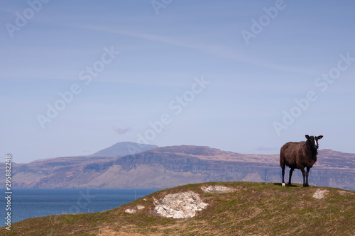 black sheep standing by the coast in scotland