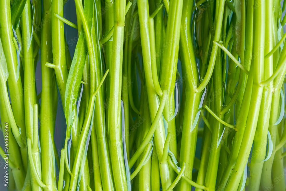 close up pack of chinese morning glory after harvested, fresh organic vegetable, thai people cook with chilli in hot vegetable oil close up pack of chinese morning glory after harvested, fresh organic vegetable, thai people cook with chilli in hot vegetable oil