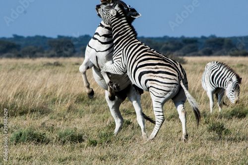 Two zebra s playing with each other in the African Savannah  and having fun. Safari trip  beauty in nature.