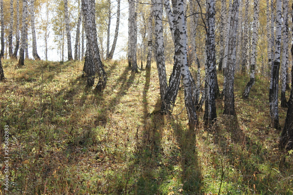 Obraz premium Nature