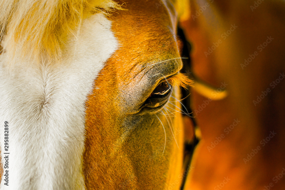Naklejka premium portrait of a horse