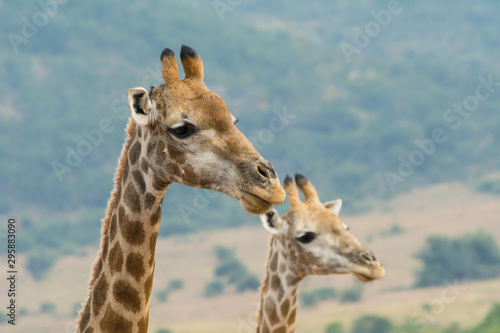 Close-up of two giraffe with head and neck  African savannah in background  funny looks