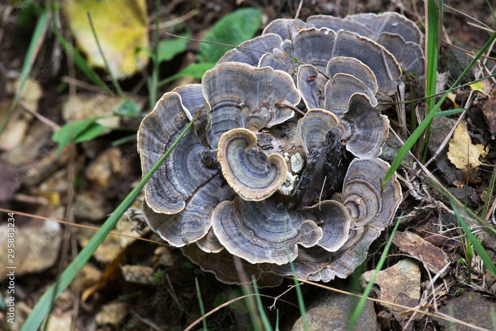 Picture of mushroom taken in Valtellina Picture of mushroom taken in Valtellina