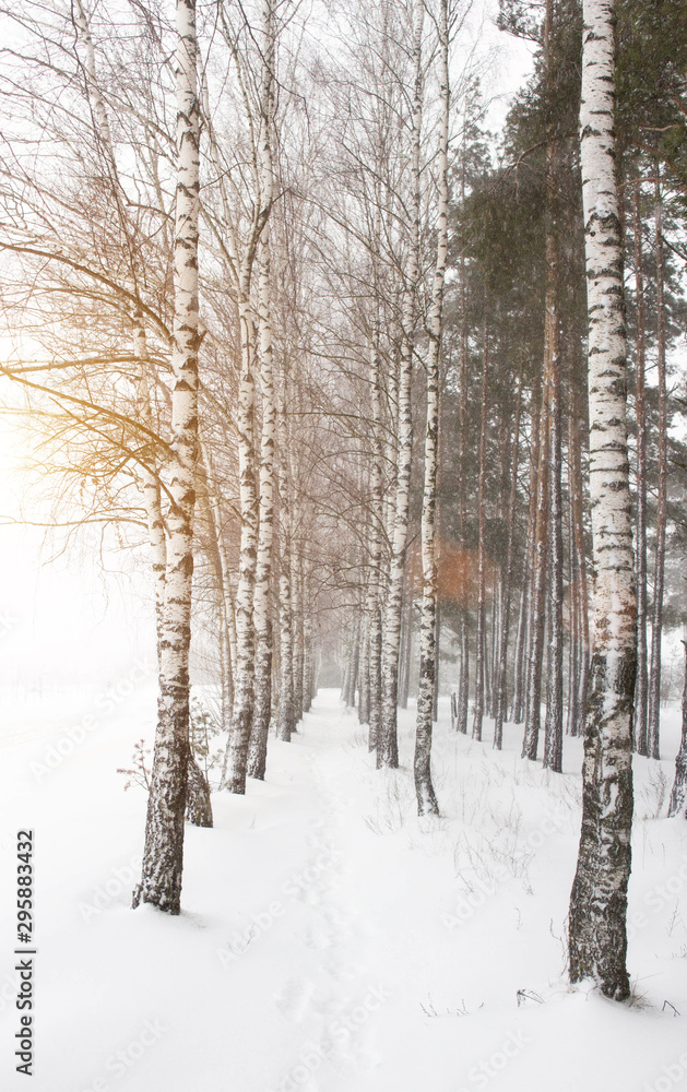 Naklejka premium Beautiful winter birch grove. Alley among birches, a lot of snow, blizzard, background, sun
