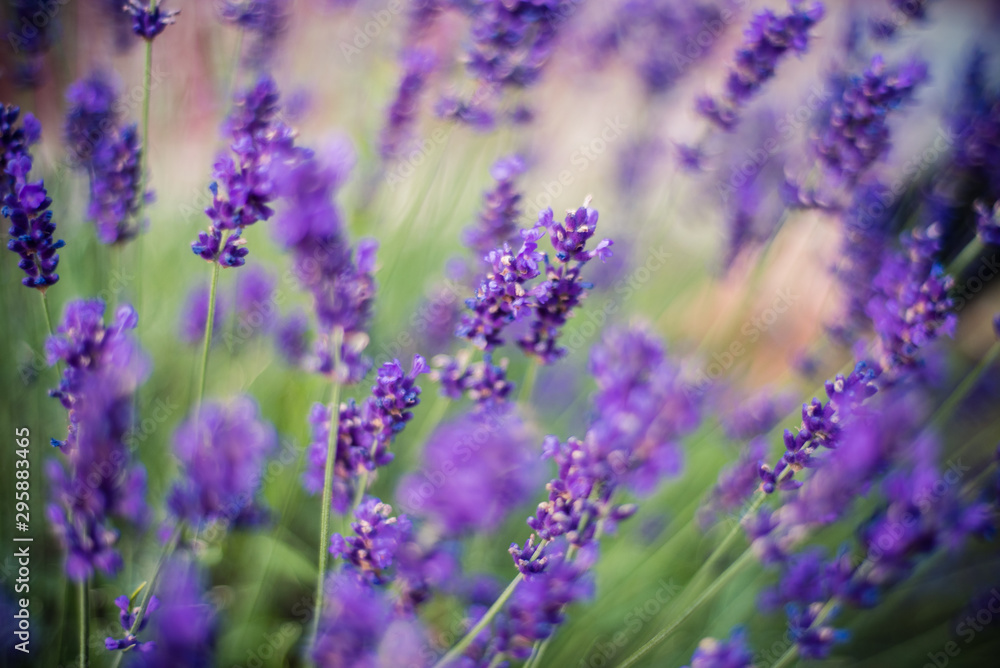 Lavender flowers on the field 