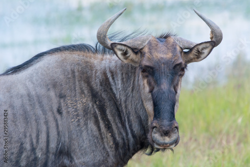 Blue wildebeest (Connochaetes taurinus), also called the common wildebeest, white-bearded wildebeest, or brindled gnu, is a large antelope and one of the two species of wildebeests.