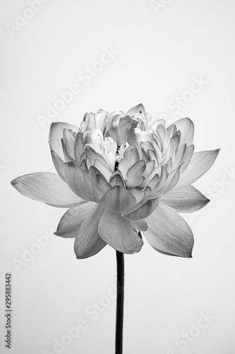 Black and white fine art Lotus view with textured petals