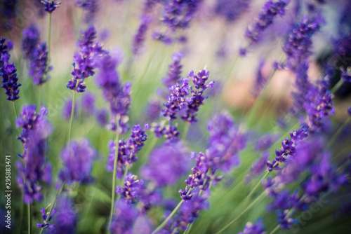 Lavender flowers on the field 