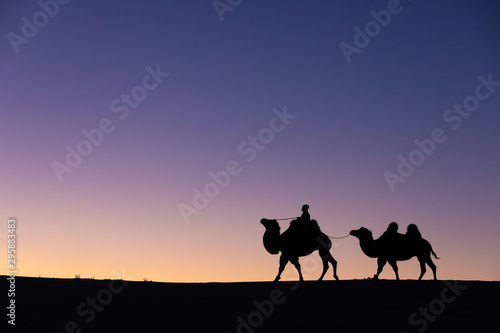 Mongolian nomadic woman with her bactrian camels in desert dunes at sunrise. Gobi desert  Mongolia.
