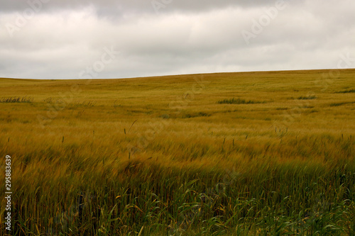 Wheat Field in a Strong Breeze at Dusk