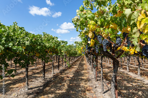 Rows of grapes growing in a Californian Vineyard photo