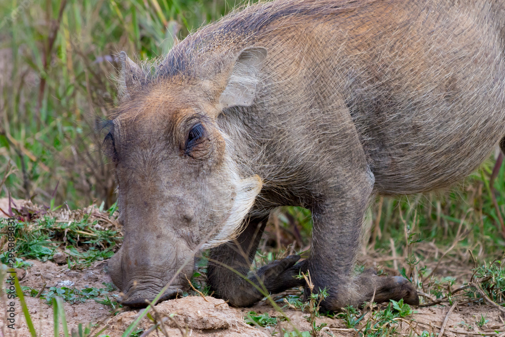 Kneeling and eating (grazing) warthog (Phacochoerus) Kneeling and eating (grazing) warthog (Phacochoerus)