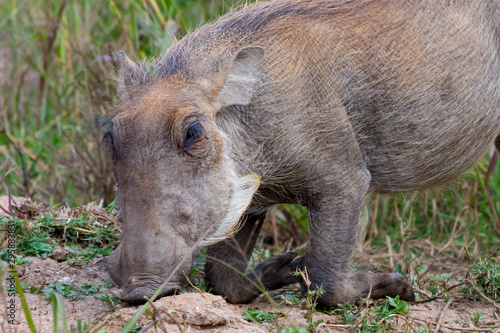 Kneeling and eating (grazing) warthog (Phacochoerus)