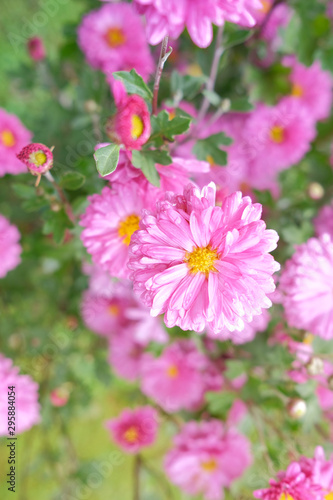 Beautiful, delicate, blooming, pink flowers chrysanthemums in the autumn day in the garden.