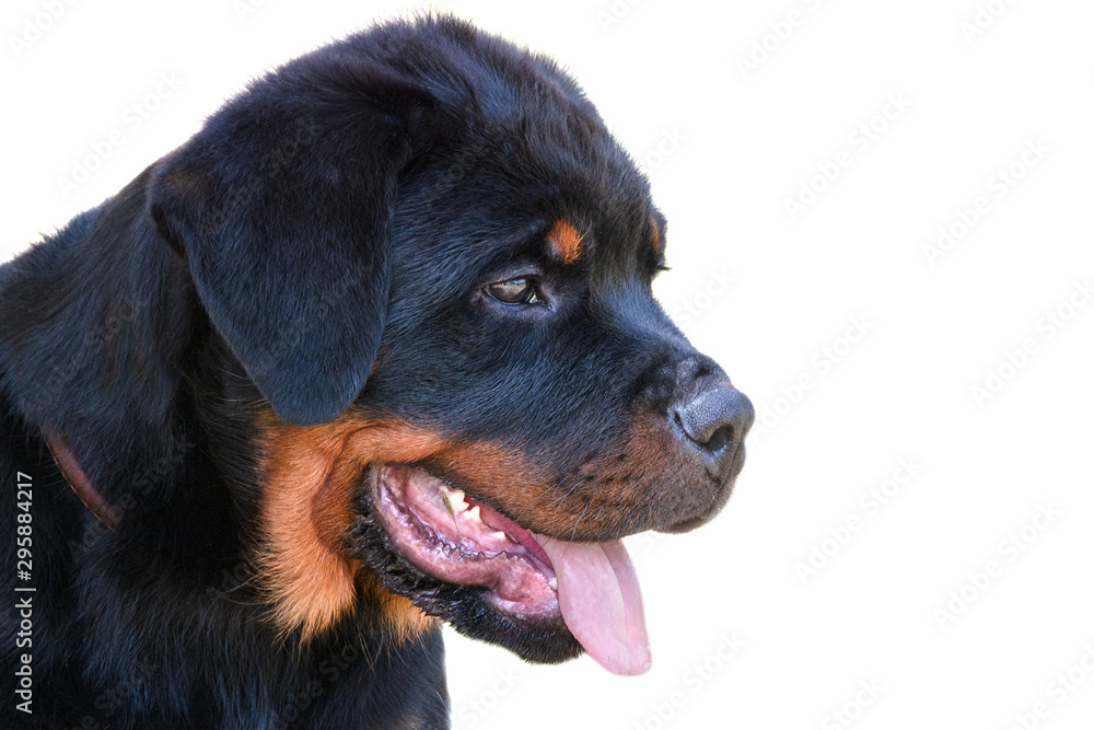 Rottweiler puppy, 4 months old, sitting against white background. In profile. Rottweiler puppy, 4 months old, sitting against white background. In profile.