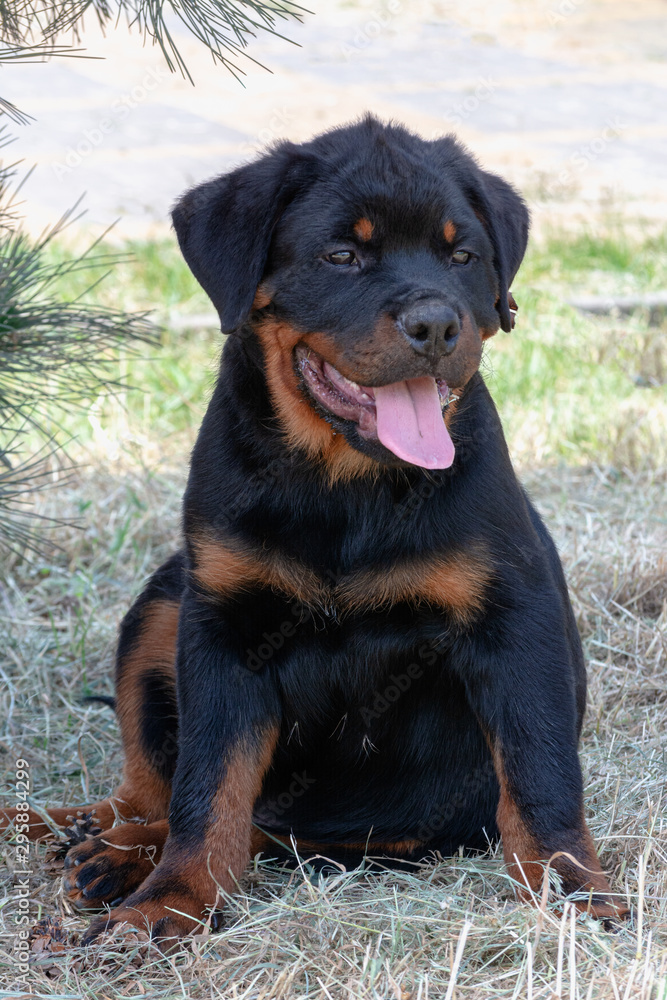 Rottweiler puppy, 4 months old, sitting against background with grass
