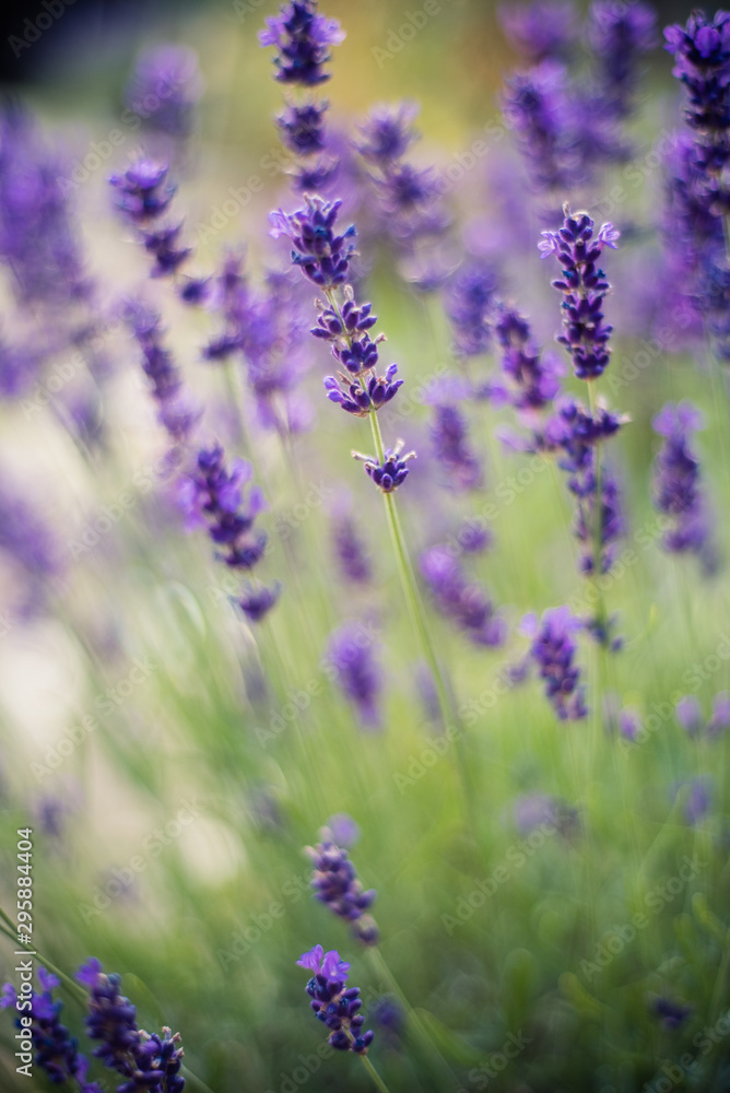 Lavender flowers on the field Lavender flowers on the field