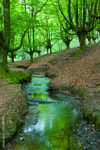 Beech forest (Bosque de Hayas), Gorbeia Natural Park, Alava-Bizkaia, Basque Country, Spain, Europe