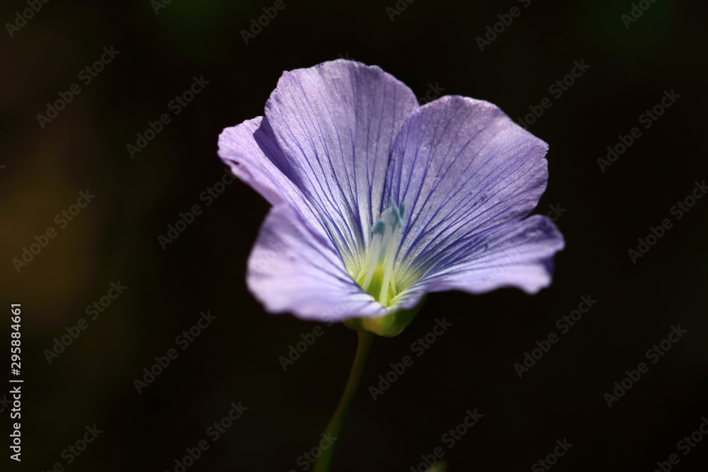 Beautiful blue flower of Linum usitatissimum crop that is grown for the production of linseed Beautiful blue flower of Linum usitatissimum crop that is grown for the production of linseed