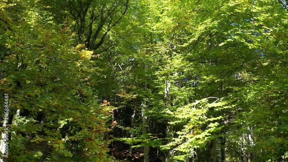 Aerial 4K - volo con drone dentro il bosco Aerial 4K - volo con drone dentro il bosco