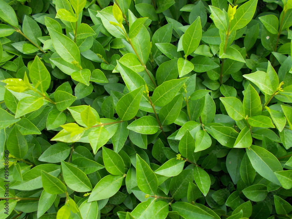 Leaves and flowers. Natural background for your design. Leaves and flowers. Natural background for your design.