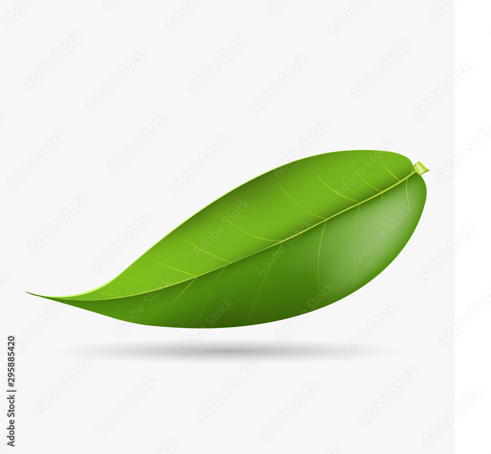 Fototapeta premium Vector 3d illustration of green tea leaf on a white background. Element for design of tea products