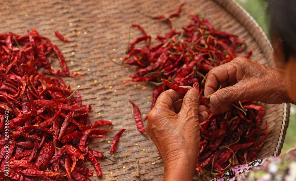The elderly are separating dried Red chillies by pulling the stalk out.