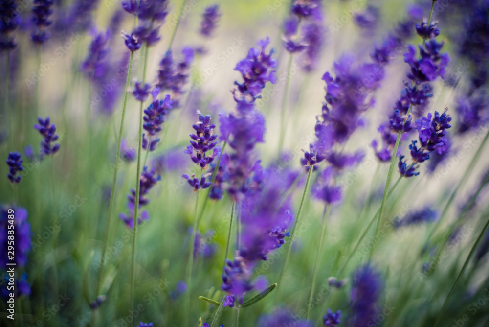 Fototapeta premium Lavender flowers on the field 