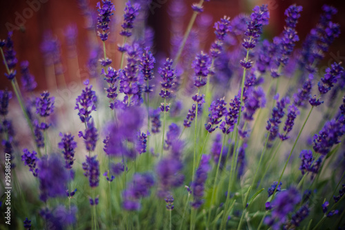 Lavender flowers on the field 