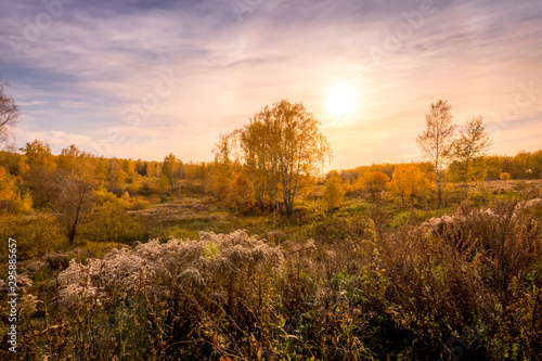 Sunset on a field with grass and birces in golden autumn. photo