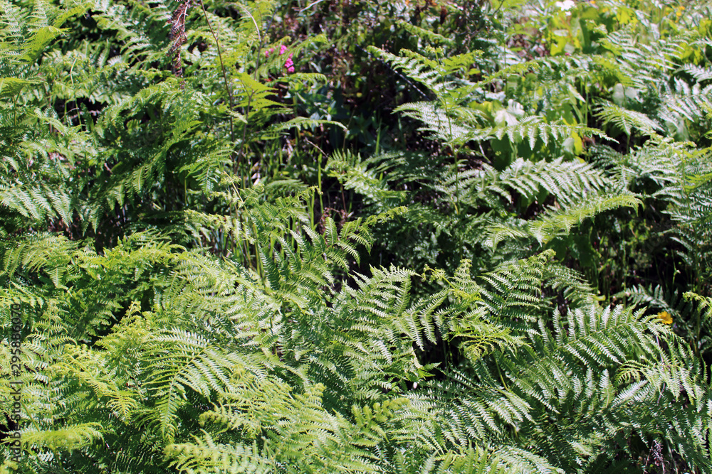 Felce Pteridophyta Felce Pteridophyta