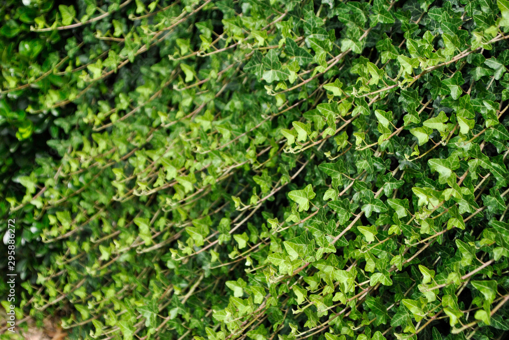 ivy growing on a wall in summer ivy growing on a wall in summer