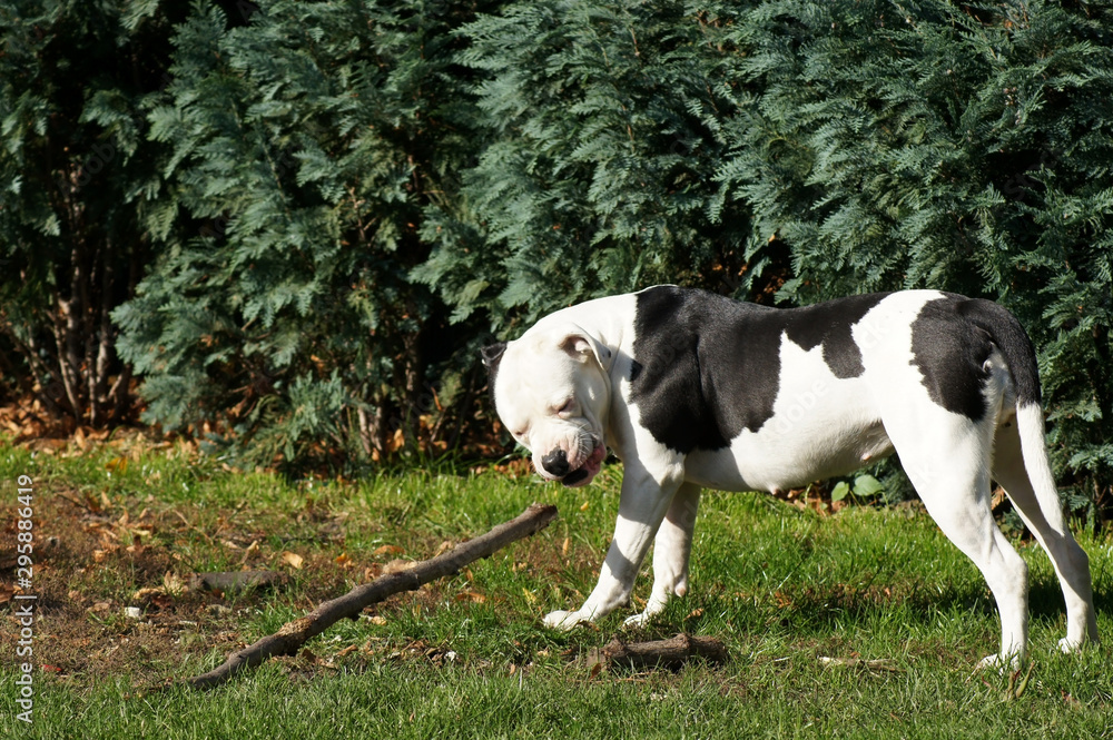 Bulldogge Hund spielt mit Stock 