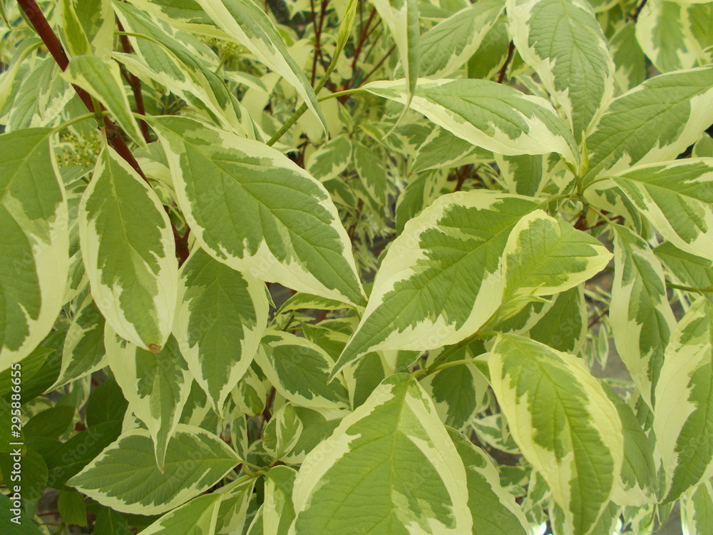 Obraz premium Leaves and flowers. Natural background for your design.