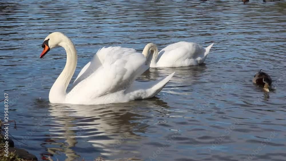 Two Mute Swans Birds Being Fed On Pond Two Mute Swans Birds Being Fed On Pond