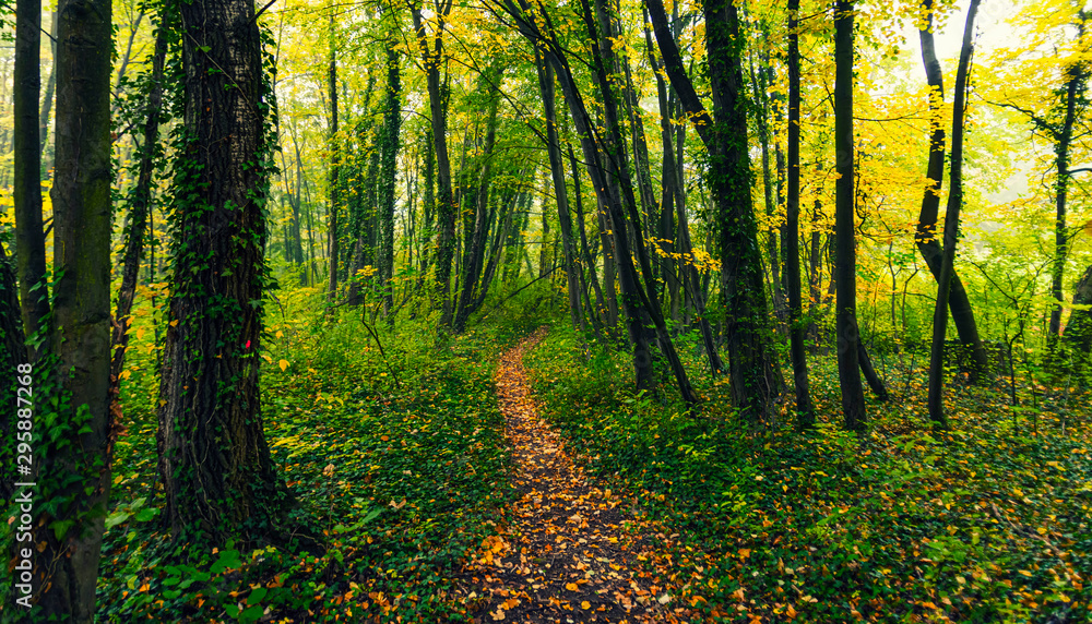 Obraz premium path in green forest