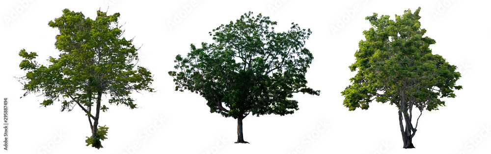 3 green tree tropical wood isolate white background asia