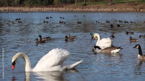 Swan And Waterfowl Birds On Lake 