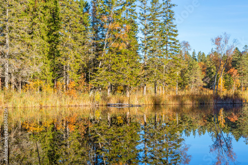 Water reflections of the woods