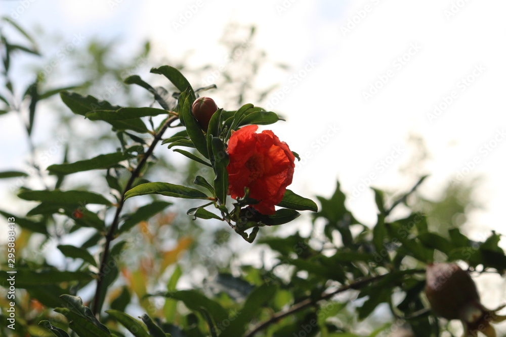 Fototapeta premium closeup shot of pomegranate flower or buds with green leaves on the pomegranate tree