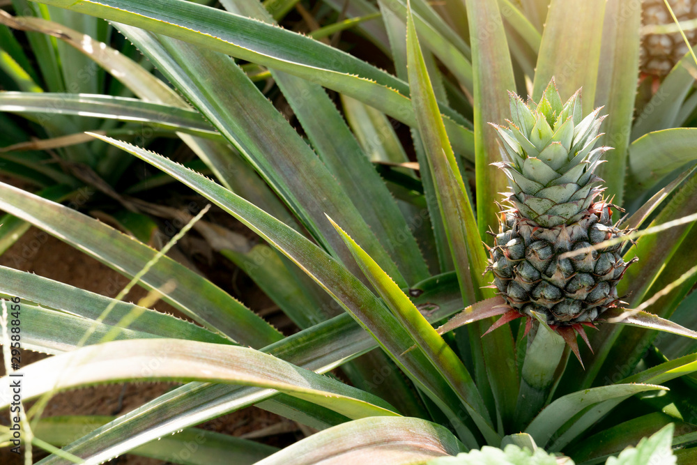 Agricultural occupation small pineapple fruit on tree in plantation at Thailand. Agricultural occupation small pineapple fruit on tree in plantation at Thailand.