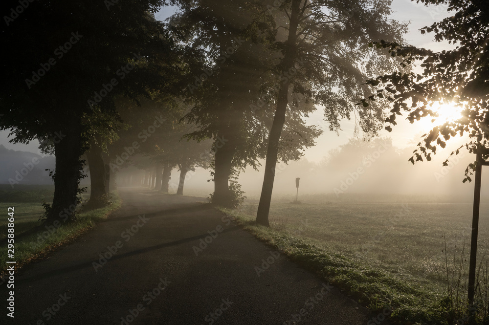 sunrise at a foggy morning in an oak avenue sunrise at a foggy morning in an oak avenue