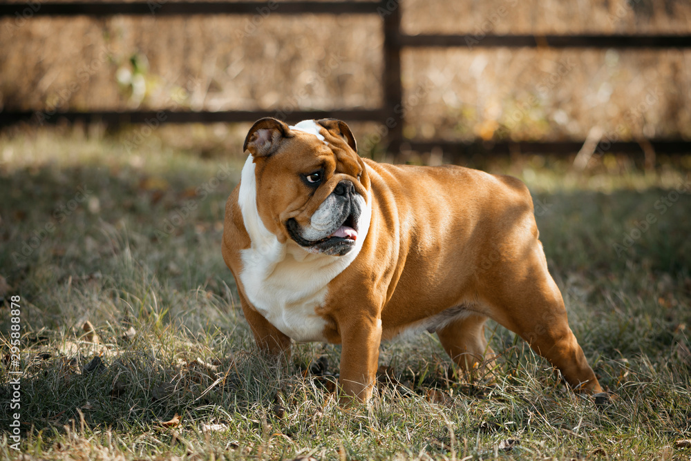 Brown adult English bulldog stands  in an autumn park or garden. Bulldog walks outdoors.