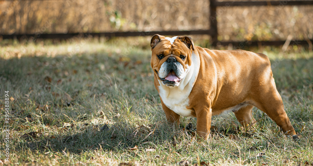Brown adult English bulldog stands  in an autumn park or garden. Bulldog walks outdoors.