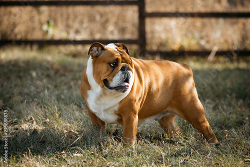 Brown adult English bulldog stands in an autumn park or garden. Bulldog walks outdoors.